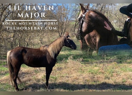 Rocky Mountain Horse, Gelding, 7 years, 15,1 hh, Brown-Light