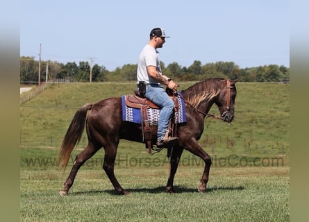 Rocky Mountain Horse, Gelding, 7 years, Champagne