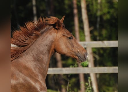 Rocky Mountain Horse, Giumenta, 10 Anni, 146 cm, Sauro ciliegia