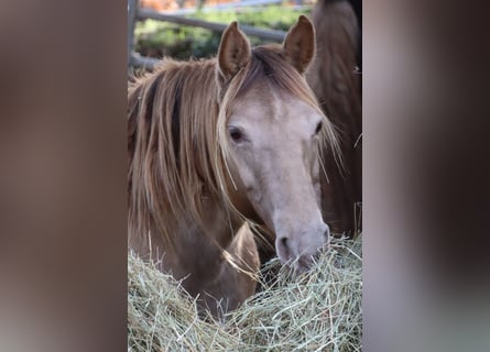 Rocky Mountain Horse, Giumenta, 11 Anni, 150 cm, Champagne