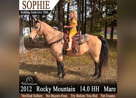 Rocky Mountain Horse, Giumenta, 14 Anni, 142 cm, Pelle di daino