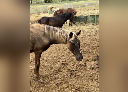 Rocky Mountain Horse, Giumenta, 1 Anno, 140 cm, Morello