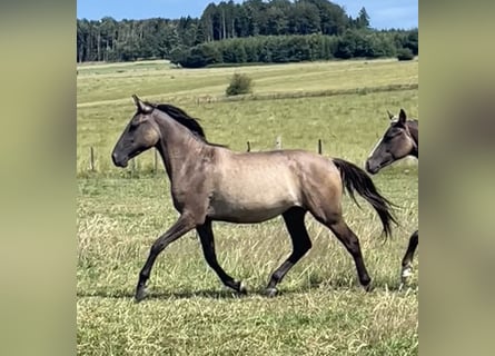 Rocky Mountain Horse Mix, Giumenta, 2 Anni, 155 cm, Grullo