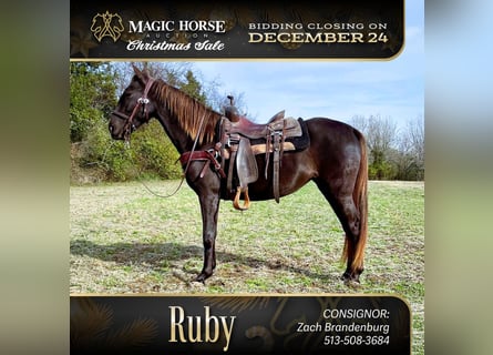 Rocky Mountain Horse, Giumenta, 5 Anni, 142 cm, Baio