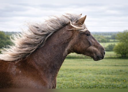 Rocky Mountain Horse, Giumenta, 6 Anni, 150 cm, Baio
