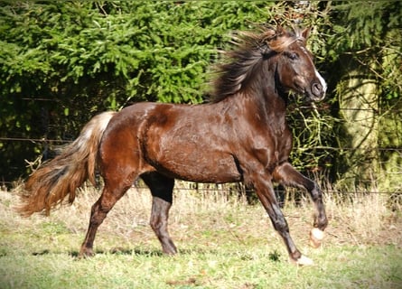 Rocky Mountain Horse, Giumenta, 6 Anni, 150 cm, Baio