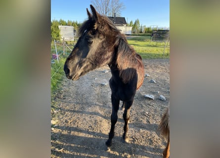 Rocky Mountain Horse, Hengst, 1 Jaar, 150 cm, Zwart