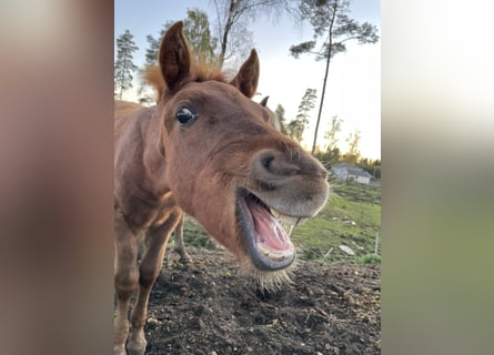 Rocky Mountain Horse, Hengst, 1 Jaar, 155 cm, Roan-Red