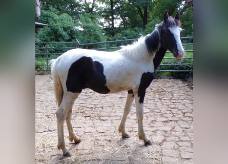Rocky Mountain Horse Mix, Hengst, 1 Jahr, 148 cm, Schecke