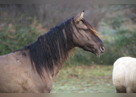 Rocky Mountain Horse, Hengst, 4 Jahre, 160 cm, Grullo