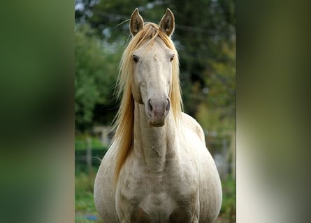 Rocky Mountain Horse, Hengst, 9 Jaar, 148 cm, Champagne