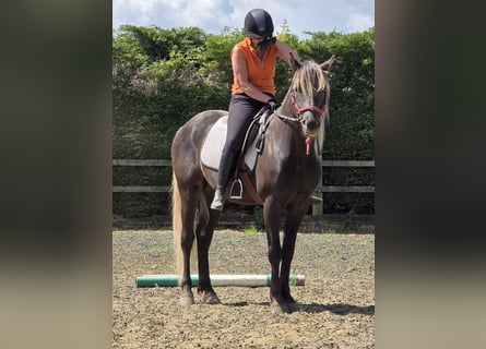 Rocky Mountain Horse, Hengst, 6 Jahre, 152 cm, Rappe