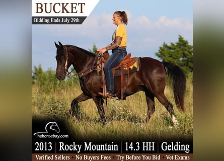 Rocky Mountain horse, Hongre, 13 Ans, 150 cm, Noir