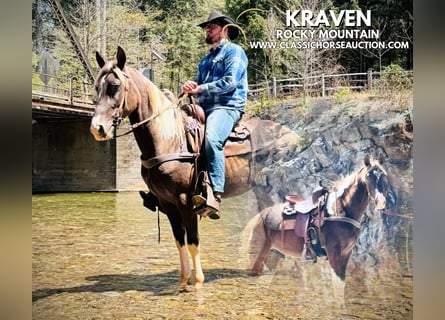 Rocky Mountain horse, Hongre, 5 Ans, 152 cm, Bai