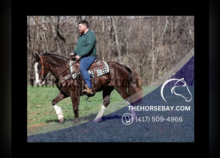 Rocky Mountain horse, Hongre, 7 Ans, Bai
