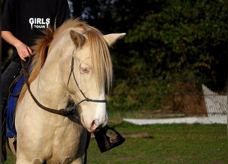 Rocky Mountain horse, Hongre, 8 Ans, 147 cm, Cremello