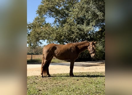 Rocky Mountain horse, Jument, 2 Ans, 142 cm, Bai