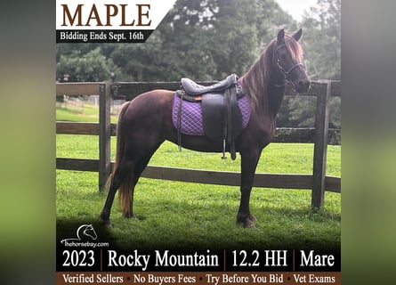 Rocky Mountain horse Croisé, Jument, 3 Ans, 127 cm, Bai