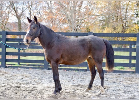 Rocky Mountain horse, Jument, 8 Ans, 147 cm, Bai cerise