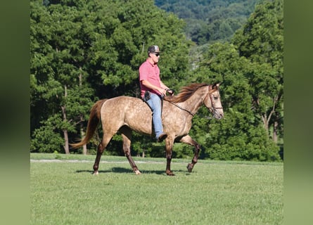 Rocky Mountain Horse, Klacz, 12 lat, Jelenia
