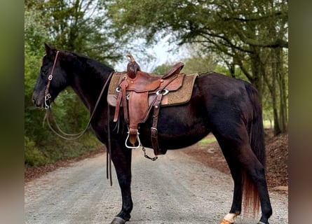 Rocky Mountain Horse, Klacz, 14 lat, 142 cm, Kara