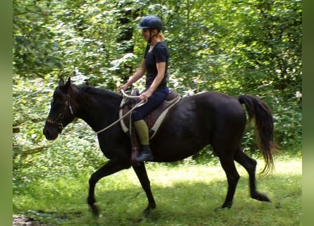 Rocky Mountain Horse, Klacz, 14 lat, 154 cm