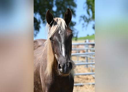 Rocky Mountain Horse, Klacz, 2 lat, 140 cm, Kara