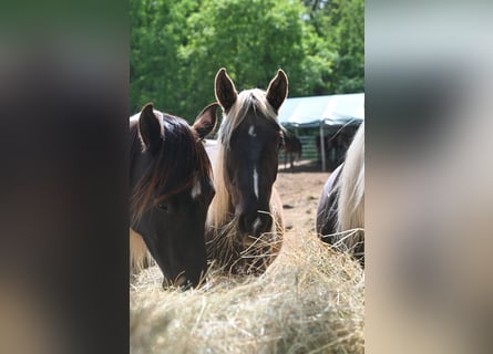 Rocky Mountain Horse, Klacz, 2 lat, 140 cm, Kara