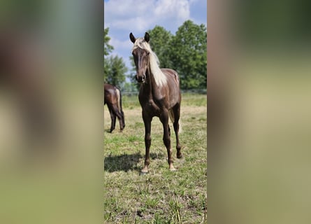 Rocky Mountain Horse, Klacz, 2 lat, 148 cm