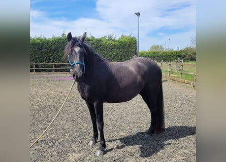 Rocky Mountain Horse, Klacz, 4 lat, 148 cm, Kara