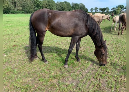 Rocky Mountain Horse, Klacz, 6 lat, 152 cm, Gniada