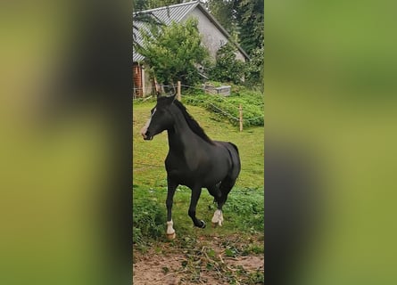 Rocky Mountain Horse, Klacz, 6 lat, 152 cm, Kara