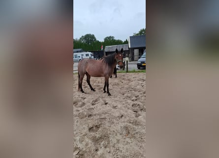 Rocky Mountain Horse, Mare, 11 years, 14,1 hh, Roan-Bay