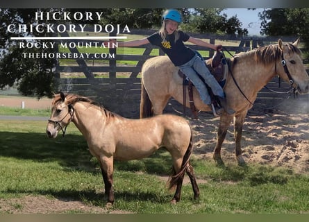 Rocky Mountain Horse, Mare, 12 years, 14,1 hh, Buckskin