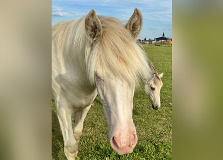Rocky Mountain Horse, Mare, 1 year, 15 hh, Cremello