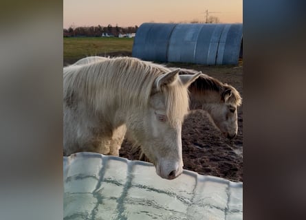 Rocky Mountain Horse, Mare, 1 year, Cremello