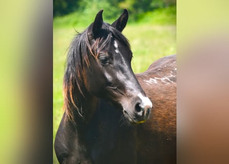 Rocky Mountain Horse, Mare, 5 years, 14,1 hh, Black