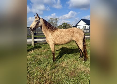 Rocky Mountain Horse, Mare, 5 years, 14,2 hh, Buckskin