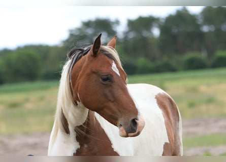 Rocky Mountain Horse Mix, Mare, 7 years, 14.2 hh, Pinto