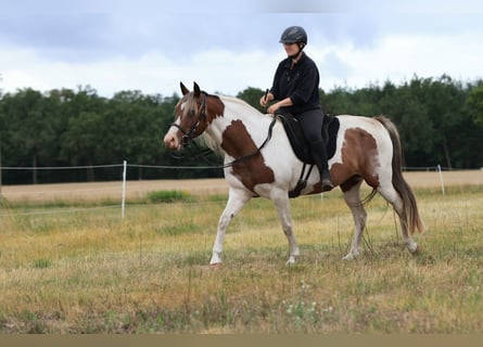 Rocky Mountain Horse Mix, Mare, 7 years, 14.2 hh, Pinto