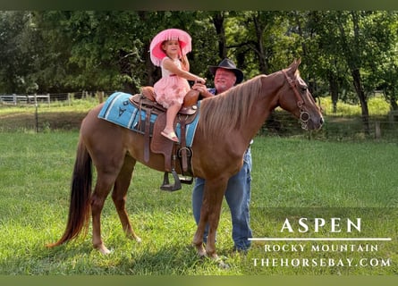 Rocky Mountain Horse, Merrie, 5 Jaar, 145 cm, Donkere-vos