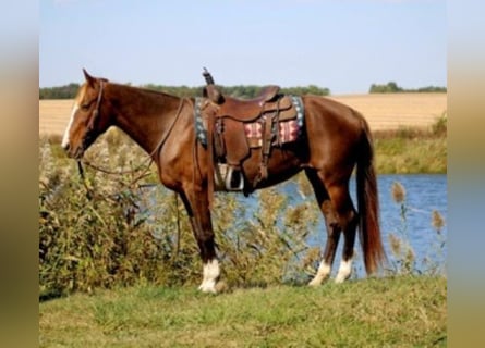 Rocky Mountain Horse, Merrie, 7 Jaar, 152 cm, Roodvos