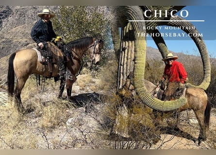 Rocky Mountain Horse, Ruin, 19 Jaar, 150 cm, Buckskin