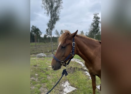 Rocky Mountain Horse, Ruin, 3 Jaar, 146 cm, Donkere-vos
