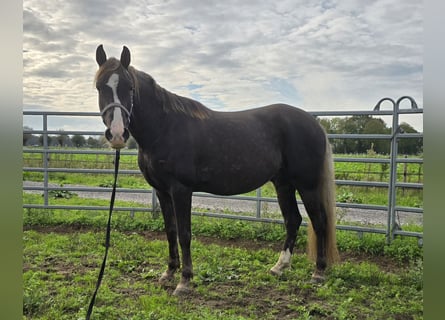 Rocky Mountain Horse, Ruin, 7 Jaar, 158 cm