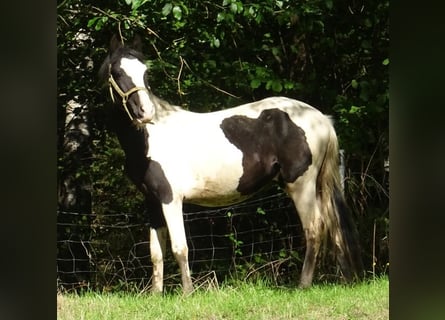Rocky Mountain Horse Mestizo, Semental, 2 años, 148 cm, Pío