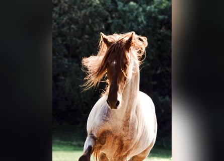 Rocky Mountain Horse, Semental, 9 años, 150 cm, Alazán