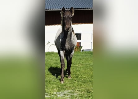 Rocky Mountain Horse, Stallion, 1 year, 15 hh, Roan-Bay