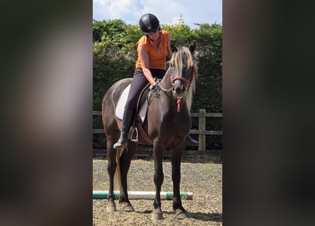 Rocky Mountain Horse, Stallion, 6 years, 15 hh, Black