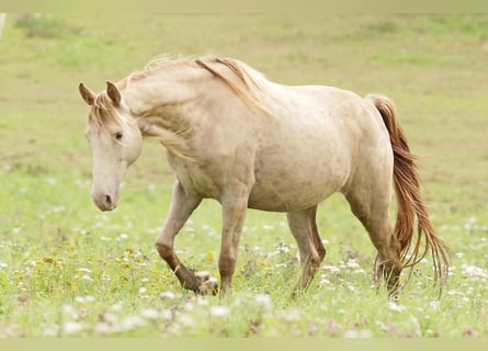 Rocky Mountain Horse, Stute, 11 Jahre, 147 cm, Champagne
